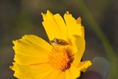 Dolycoris