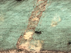 Dolichoderus bispinosus