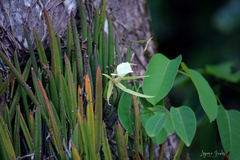 Brassavola nodosa