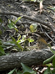 Pharneuptychia phares