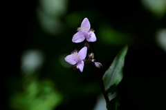 Tripogandra amplexicaulis