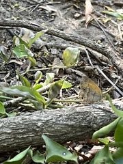 Pharneuptychia phares