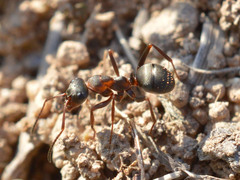 Formica cunicularia