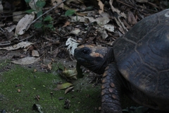 Chelonoidis denticulatus