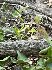 Pharneuptychia phares