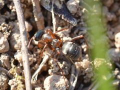 Formica cunicularia