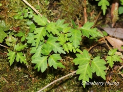 Toxicodendron orientale