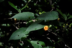 Ipomoea aurantiaca