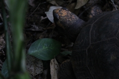 Chelonoidis denticulatus