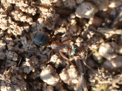Formica cunicularia