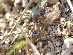 Formica cunicularia