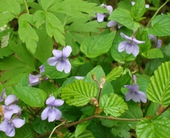 Viola reichenbachiana