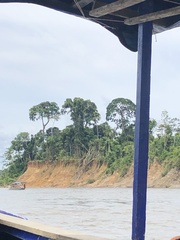 Bertholletia excelsa