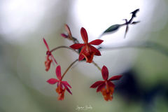 Epidendrum radicans