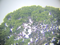 Bertholletia excelsa