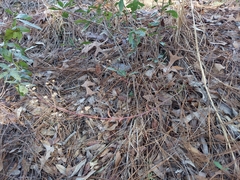 Trichostema suffrutescens