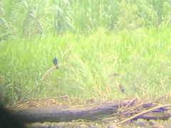 Molothrus oryzivorus
