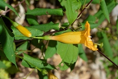Ipomoea aurantiaca