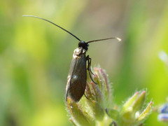 Cauchas fibulella