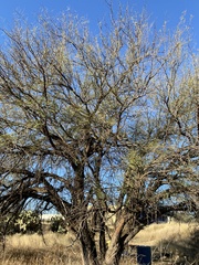 Vachellia schaffneri