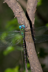 Triacanthagyna caribbea