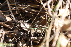 Psammodromus edwarsianus