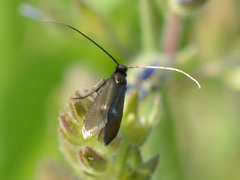 Cauchas fibulella