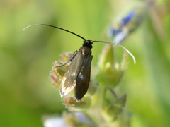 Cauchas fibulella