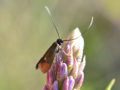 Cauchas fibulella