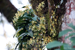 Epidendrum stamfordianum