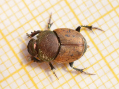 Onthophagus coenobita