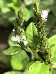 Pseudelephantopus spicatus