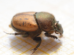 Onthophagus coenobita