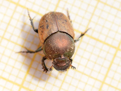 Onthophagus coenobita
