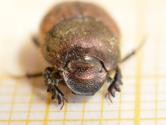 Onthophagus coenobita