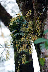 Epidendrum stamfordianum