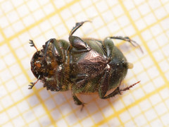 Onthophagus coenobita