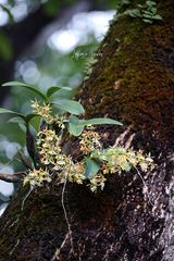 Epidendrum stamfordianum