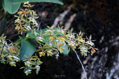 Epidendrum stamfordianum image