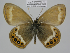 Coenonympha hero