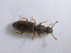 Monotoma testacea