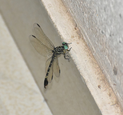 Paragomphus lineatus