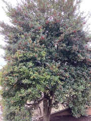 Ilex rotunda