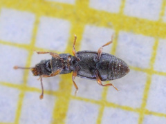 Monotoma testacea