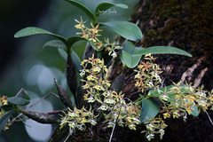 Epidendrum stamfordianum