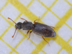 Monotoma testacea