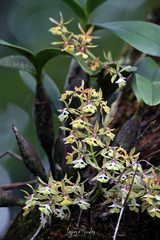 Epidendrum stamfordianum