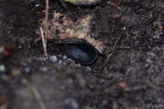 Pseudoplectania nigrella