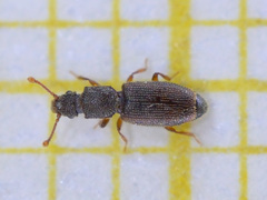 Monotoma testacea