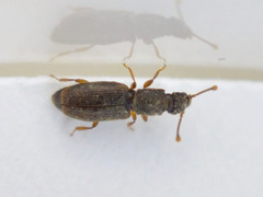 Monotoma testacea